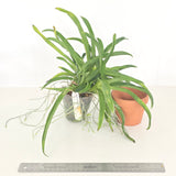 Aeranthes arachnites (XL plant)