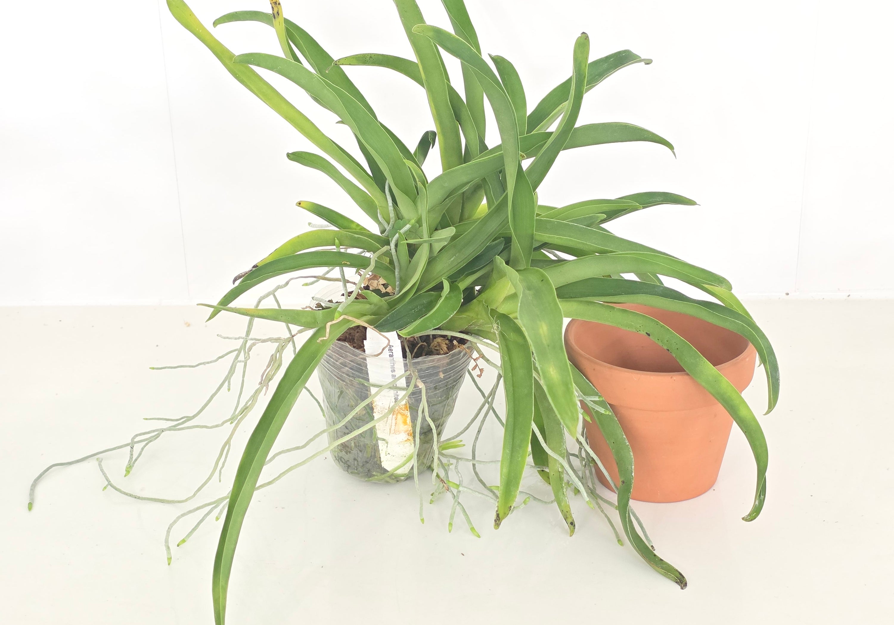 Aeranthes arachnites (XL plant)
