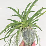 Aeranthes arachnites (XL plant)