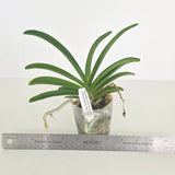 Holcostylis M S Sunlight (Holc. flavescens × Rhy. gigantea)