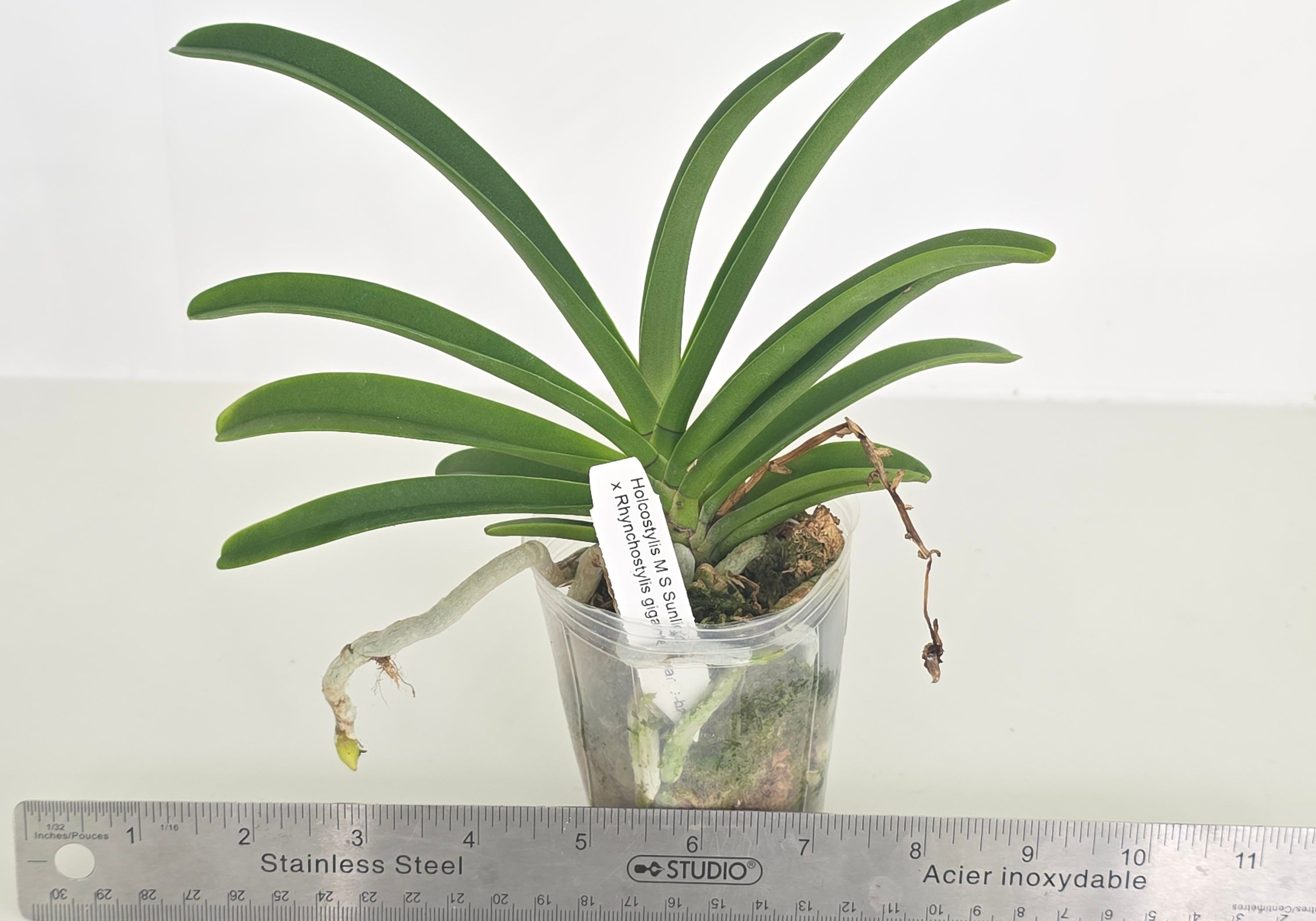 Holcostylis M S Sunlight (Holc. flavescens × Rhy. gigantea)