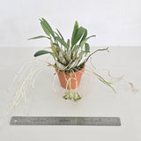 Dendrobium aggregatum