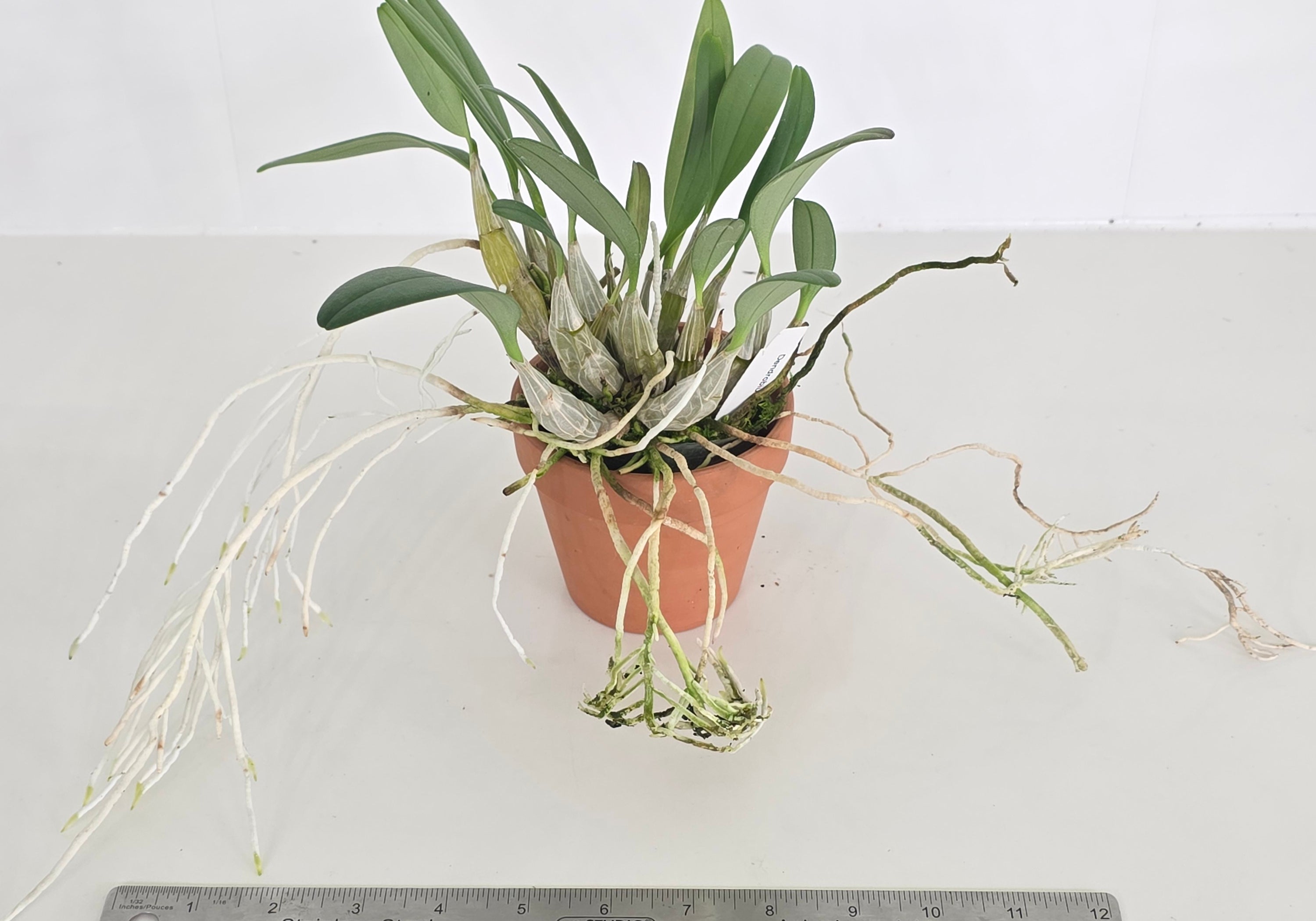 Dendrobium aggregatum