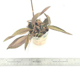 Oeceoclades monophylla