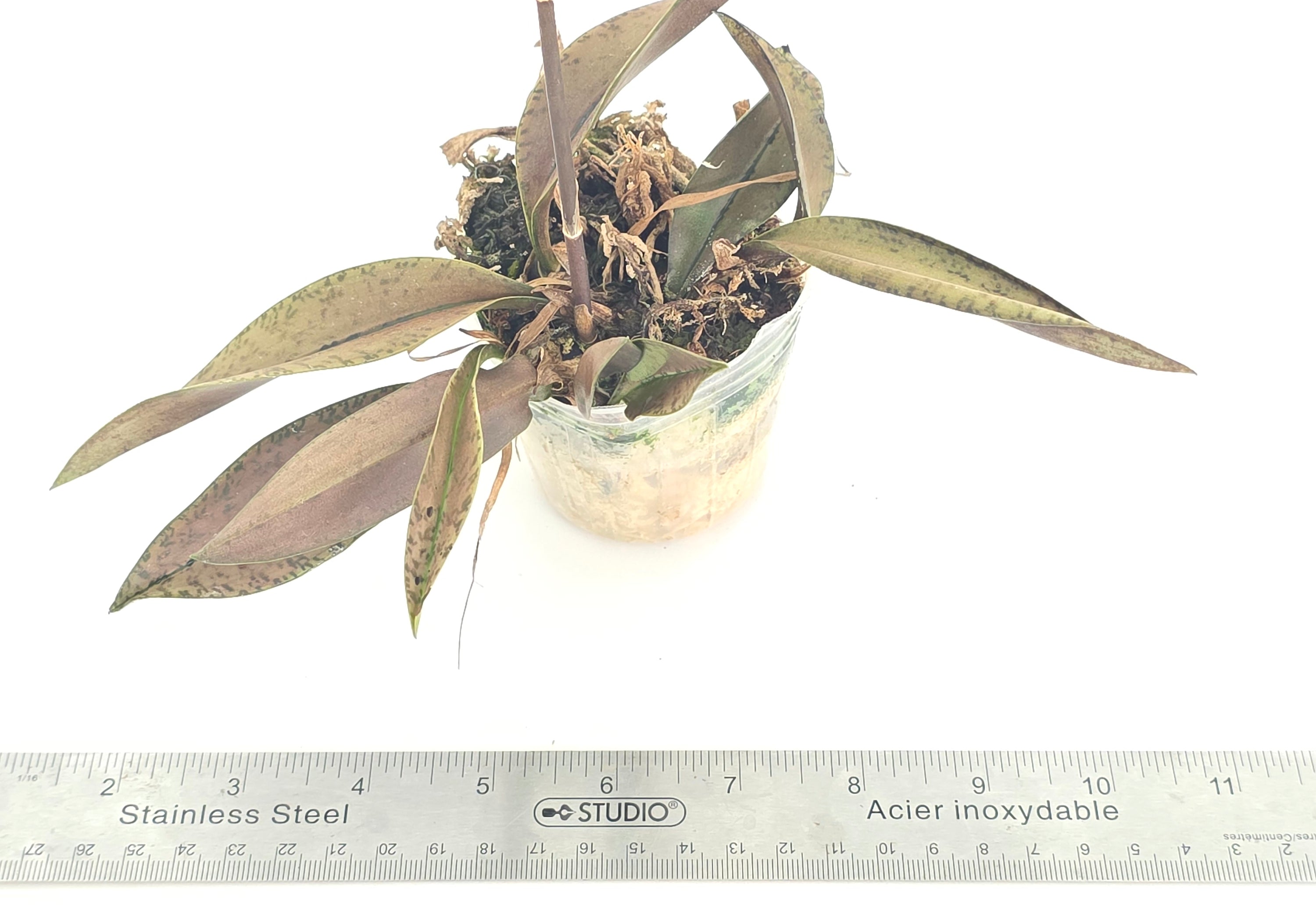 Oeceoclades monophylla