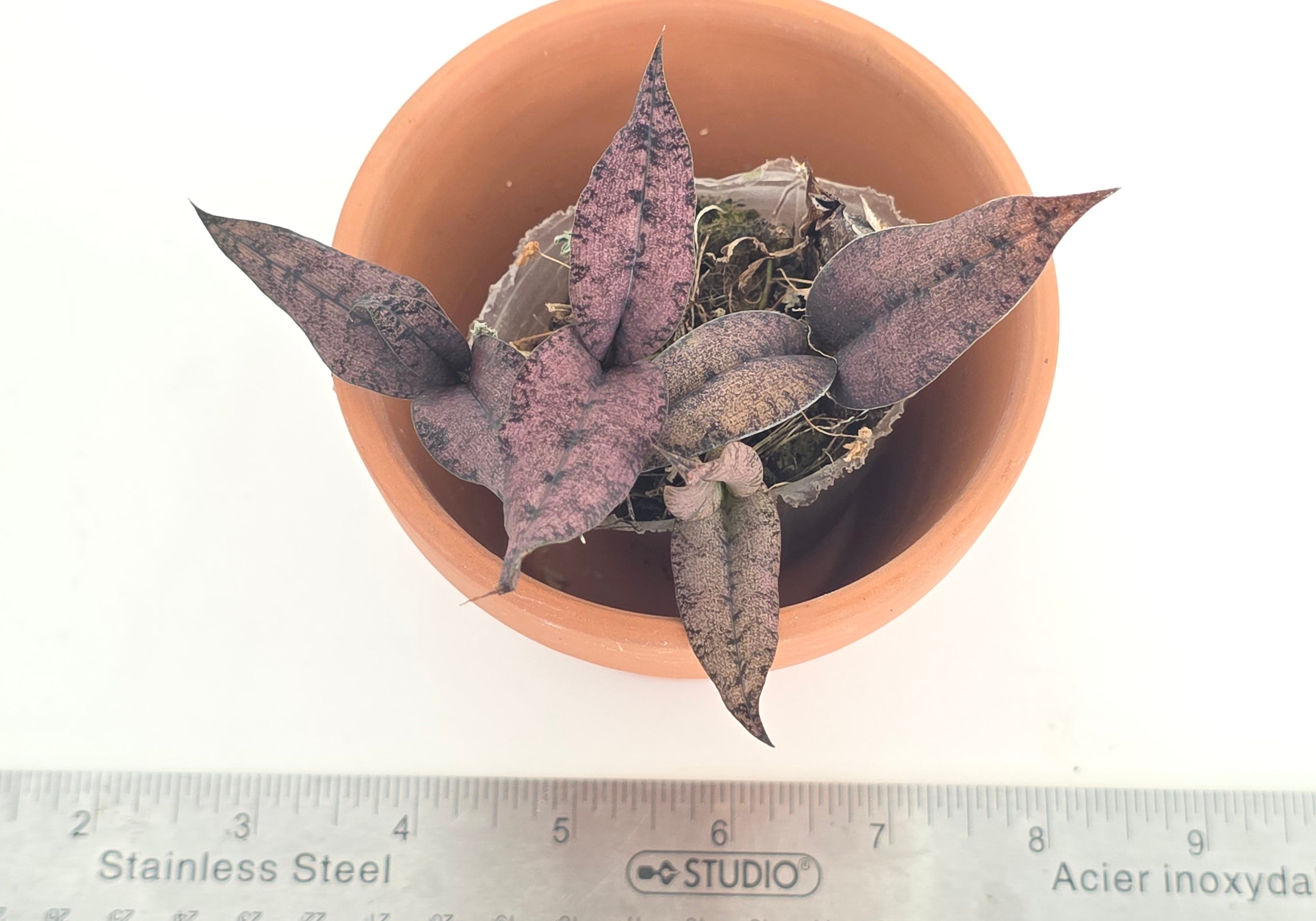 Oeceoclades roseo-variegata