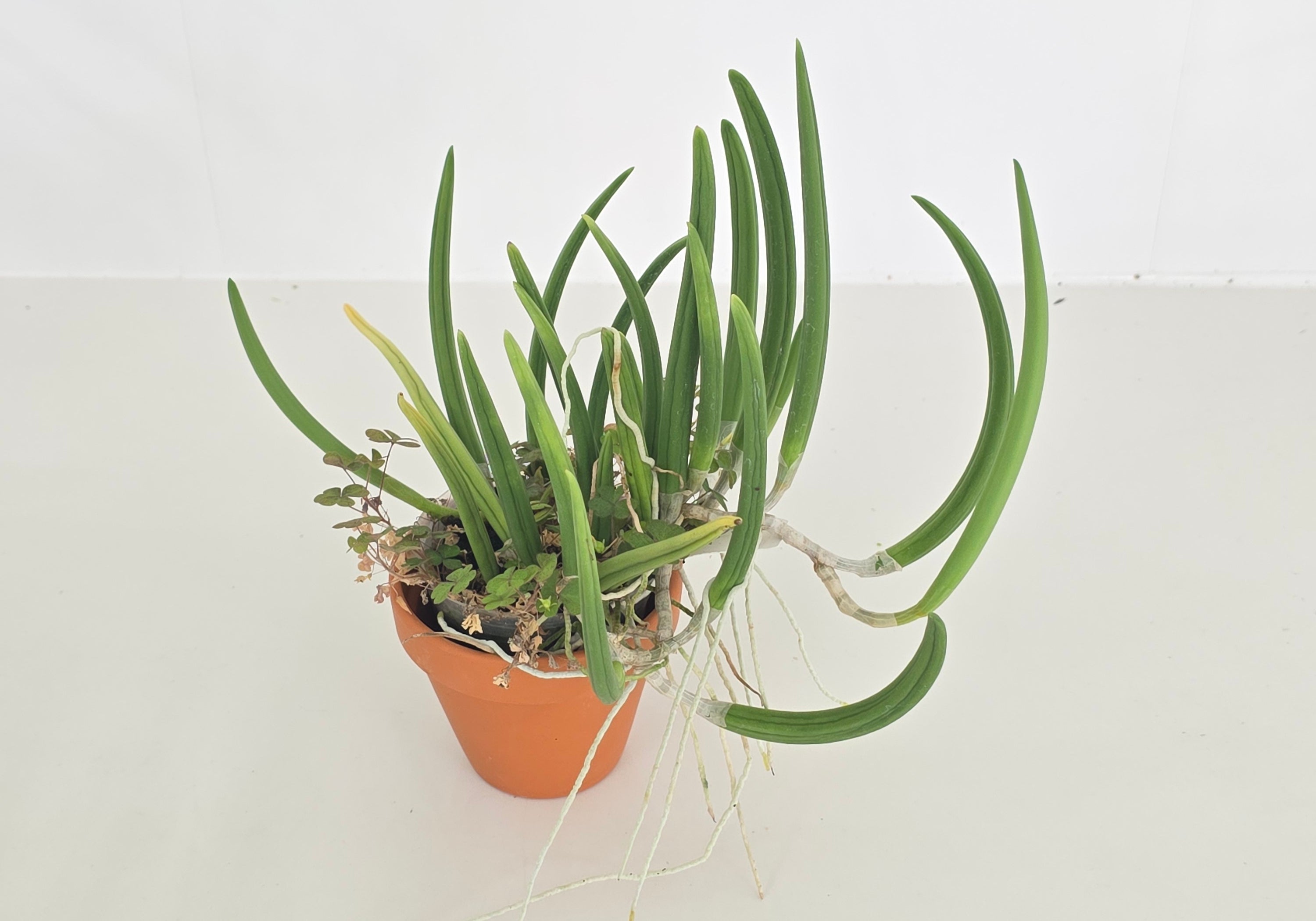 Dendrobium wassellii