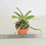 Phalaenopsis cornu-cervi var. vinicolor