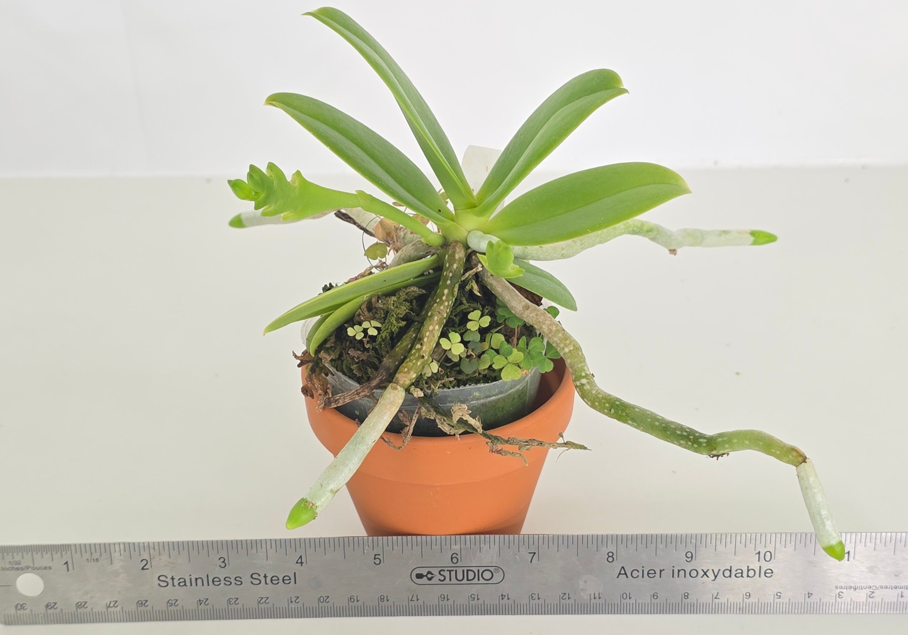 Phalaenopsis cornu-cervi var. vinicolor
