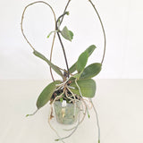 Phal. Penang (Stem Prop, Large plant with Keikis)