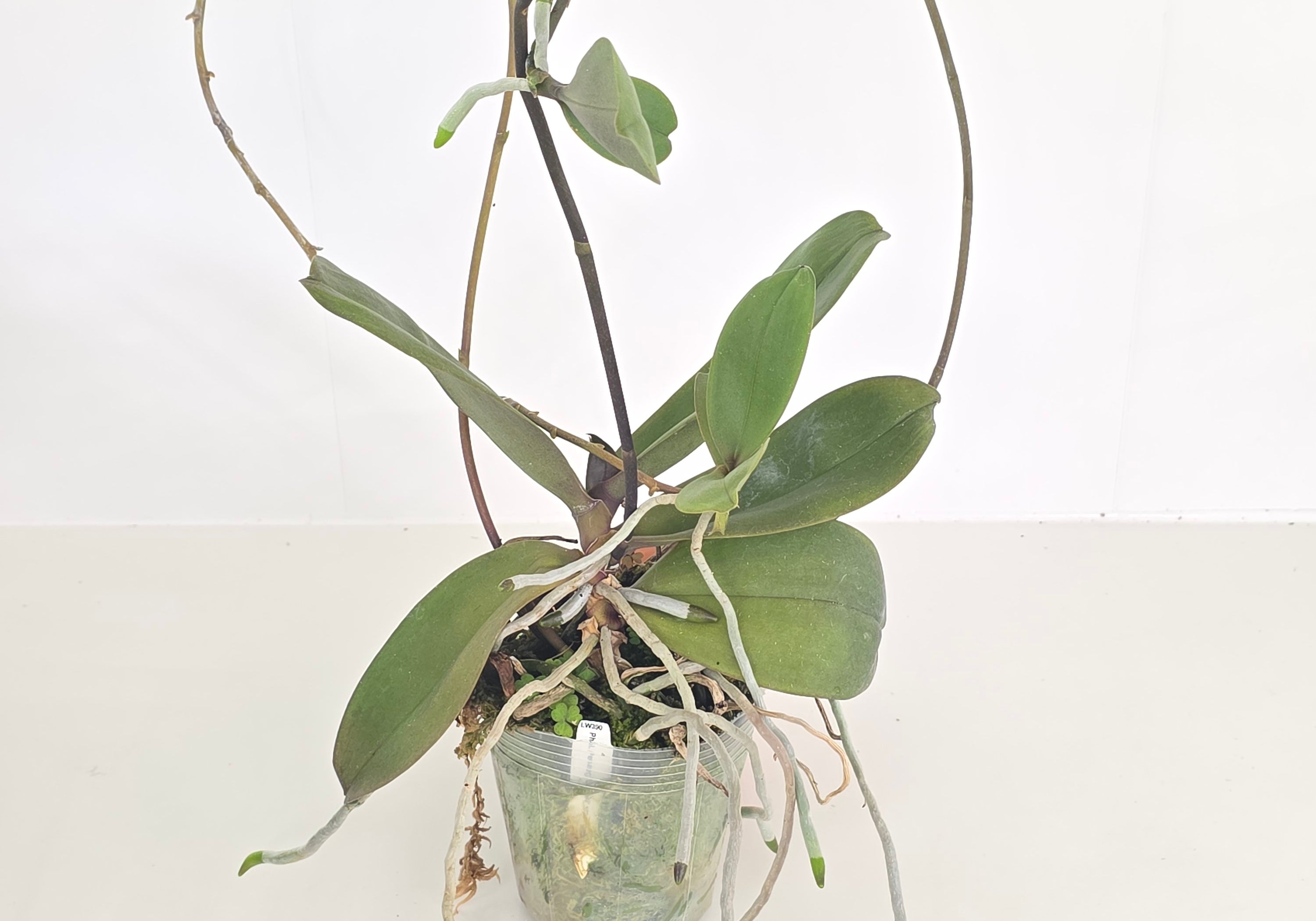 Phal. Penang (Stem Prop, Large plant with Keikis)