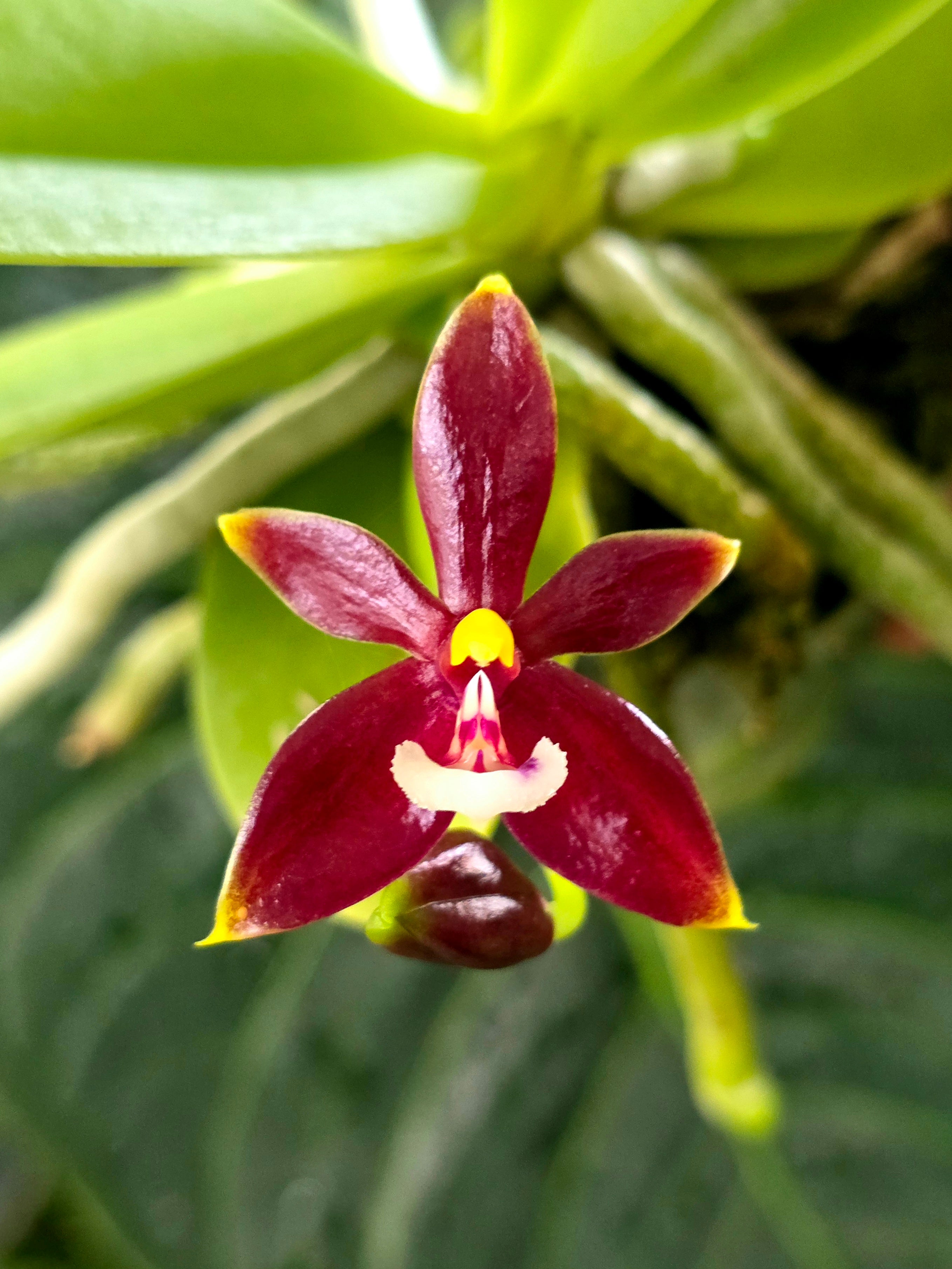 Slide image