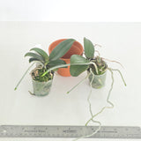 Phal. Mini Mark