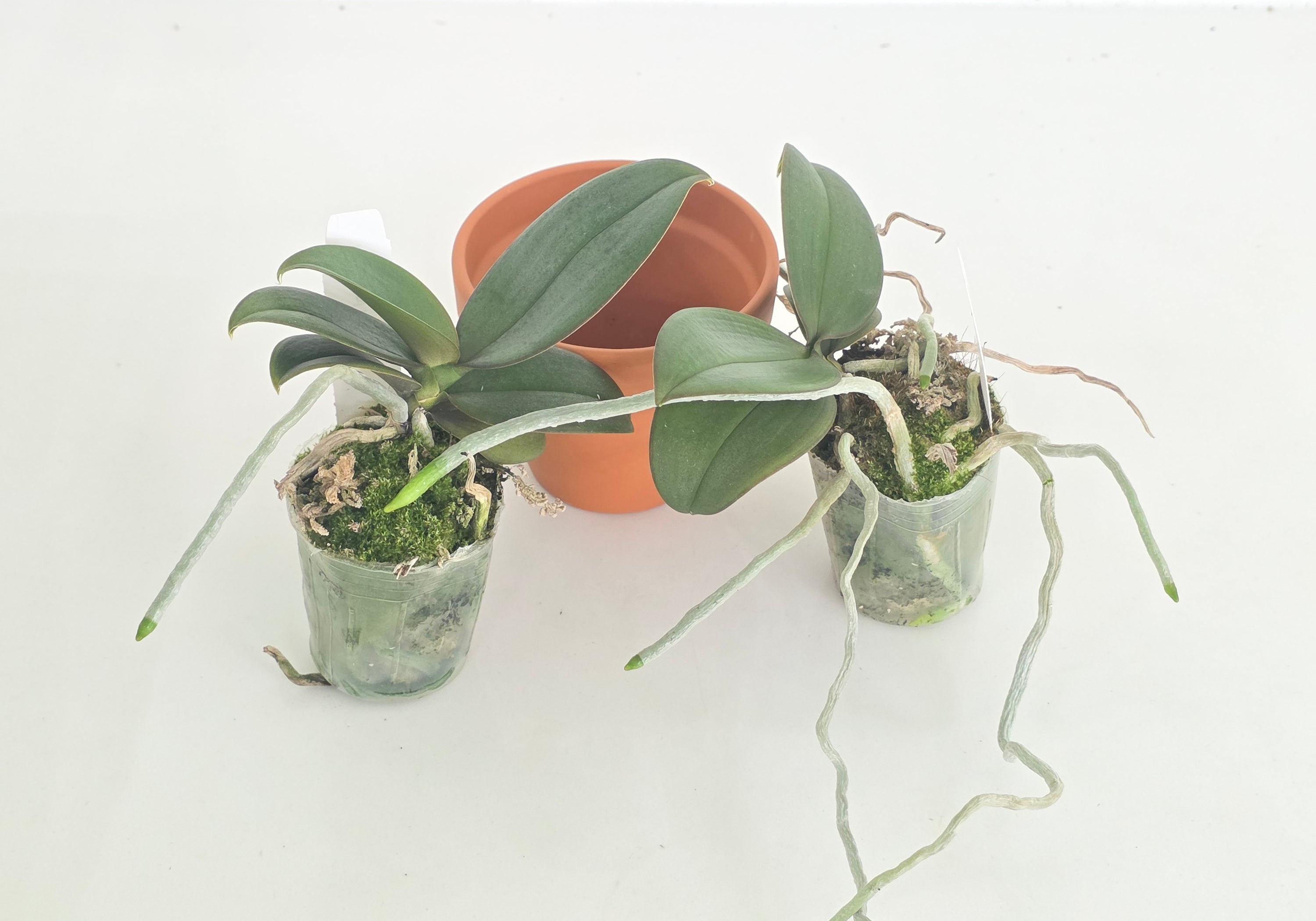 Phal. Mini Mark