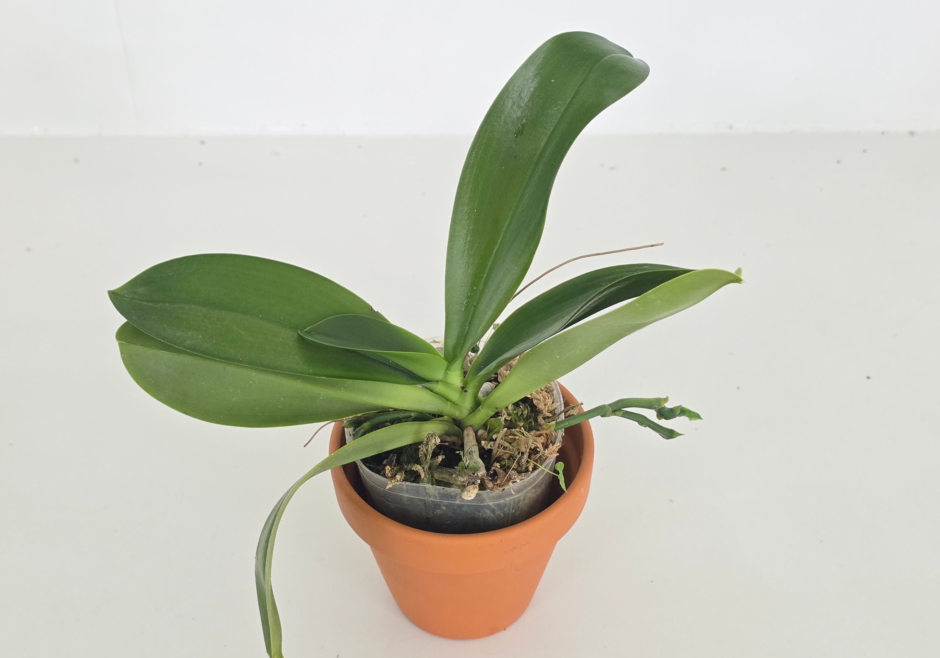 Phal. Tzu Chiang Tetralitz ( tetraspis alba x micholitzii ) seedling