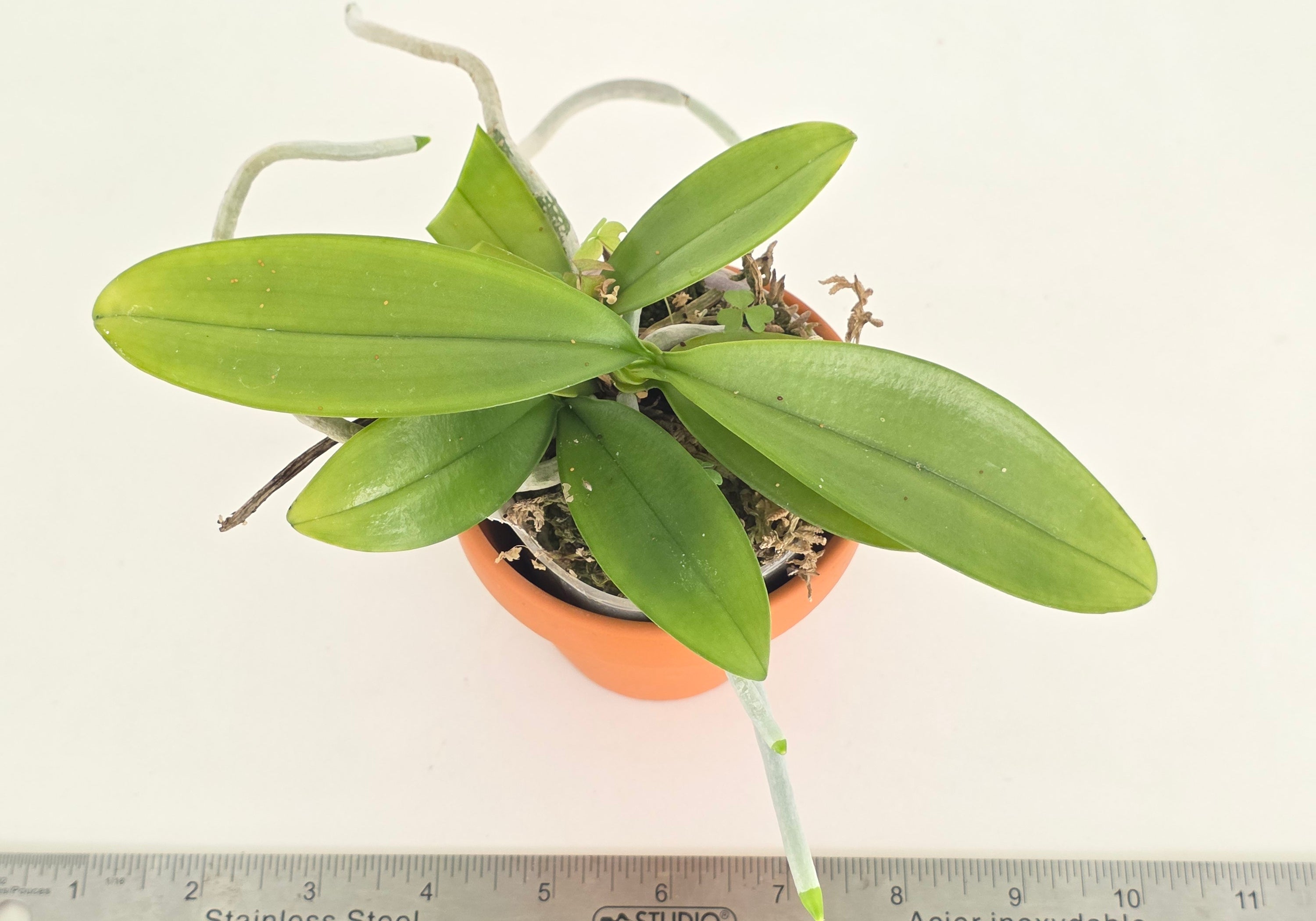 Phalaenopsis mannii black (seedgrown)