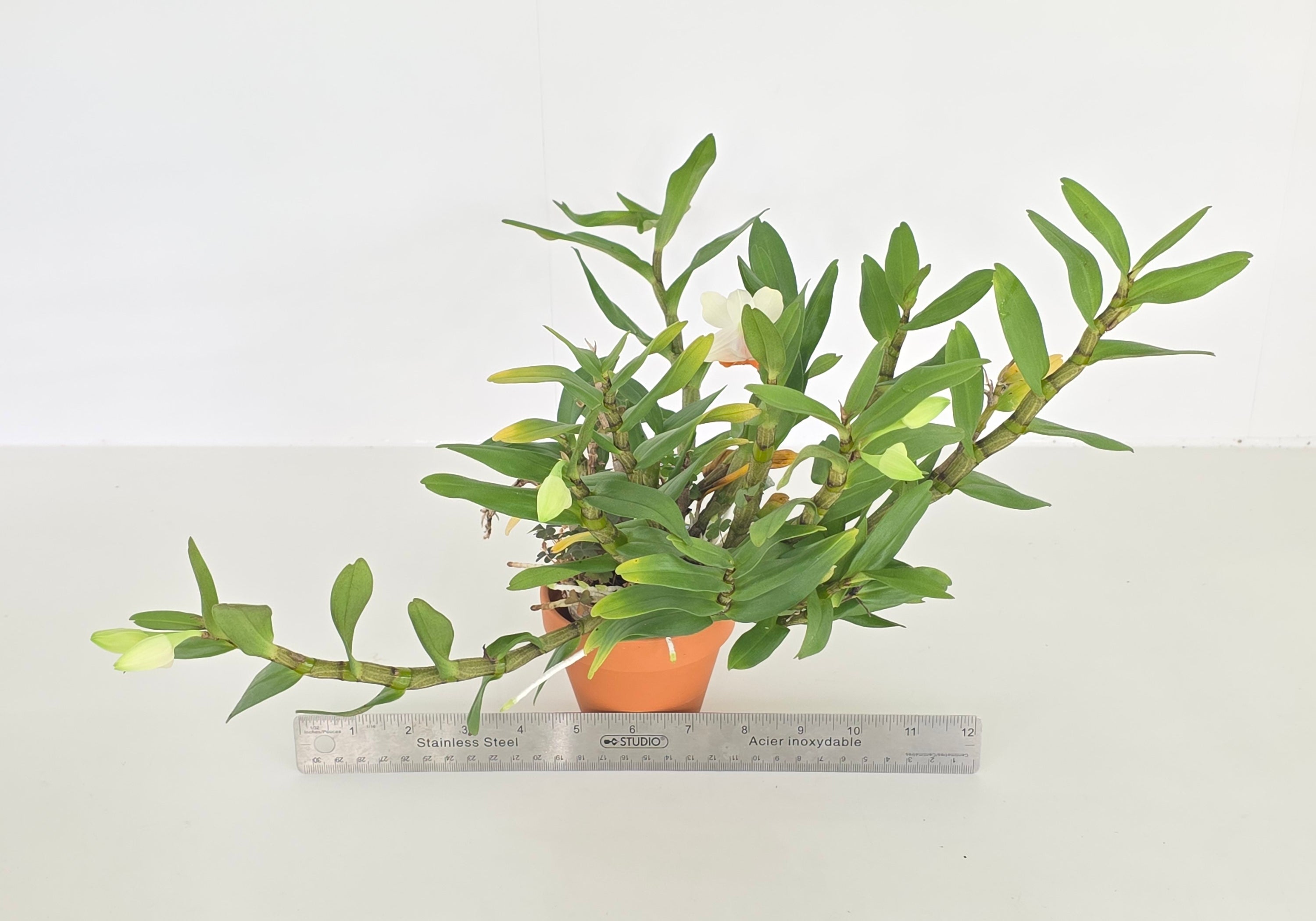 Dendrobium Bella Maree (Large plant in bud)