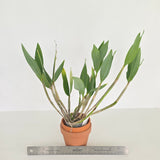 Dendrobium convolutum (XL Plants)