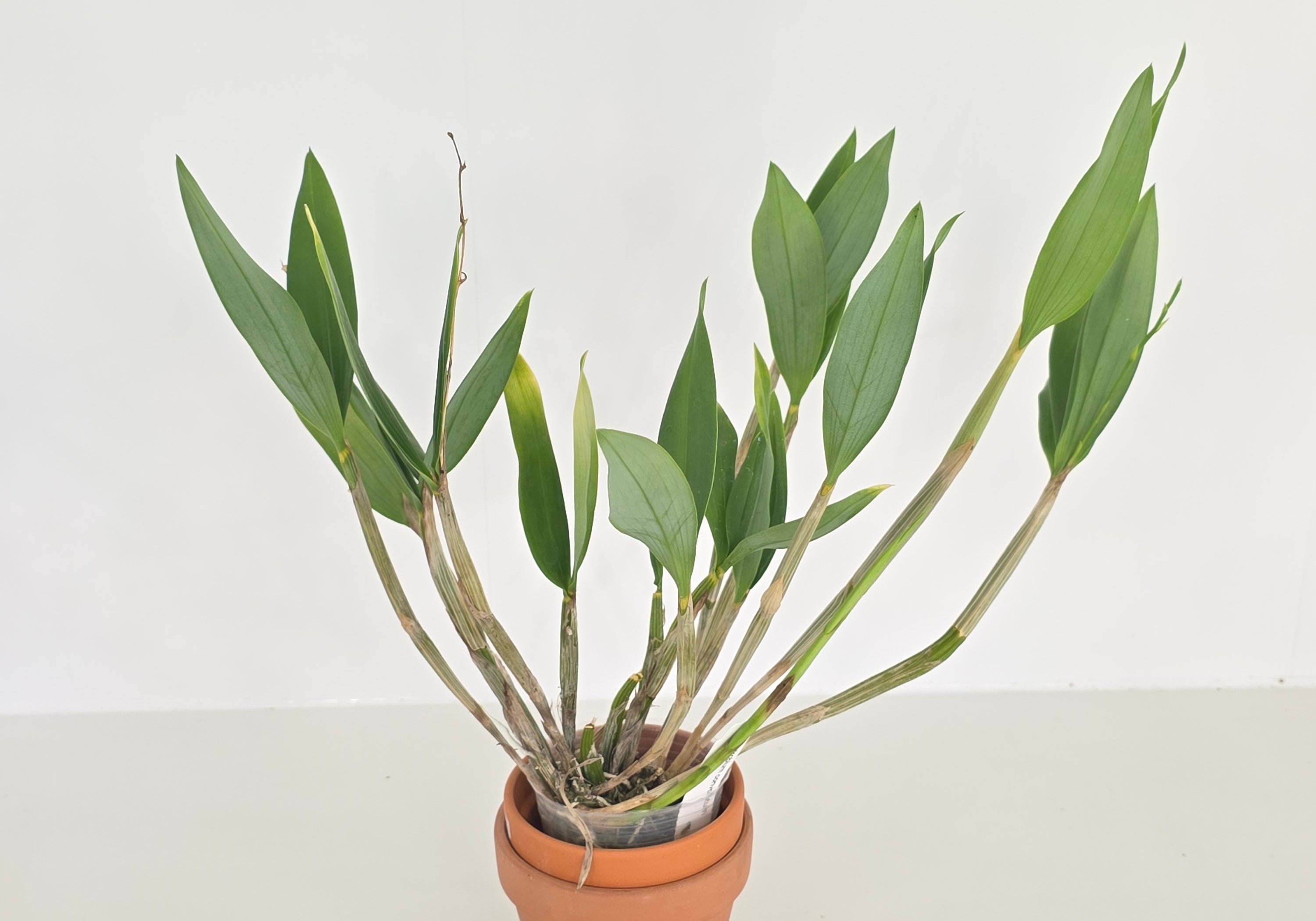 Dendrobium convolutum (XL Plants)