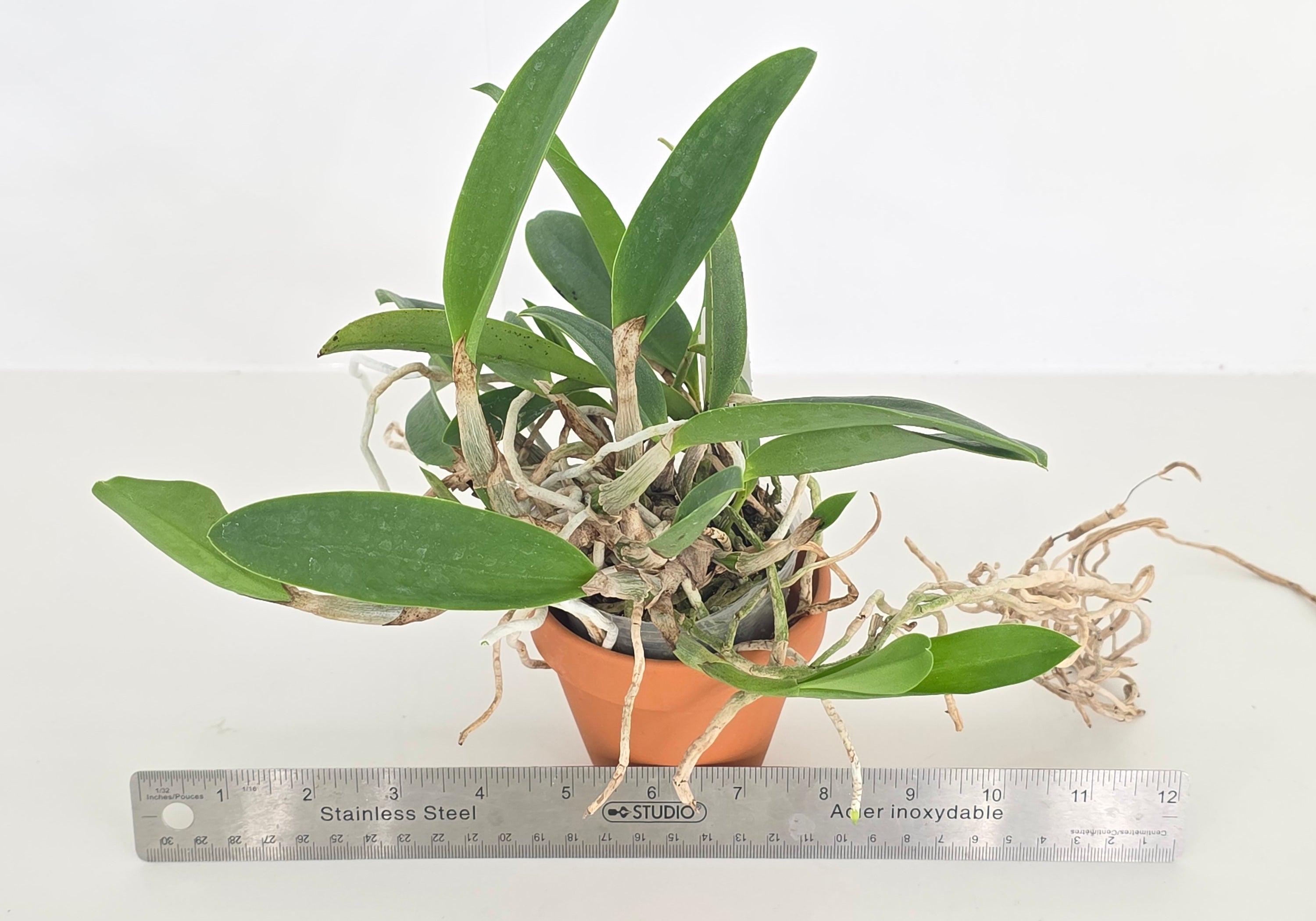 Cattleya Cariad's Mini Quinee 'Angel Kiss' (XL Plants)