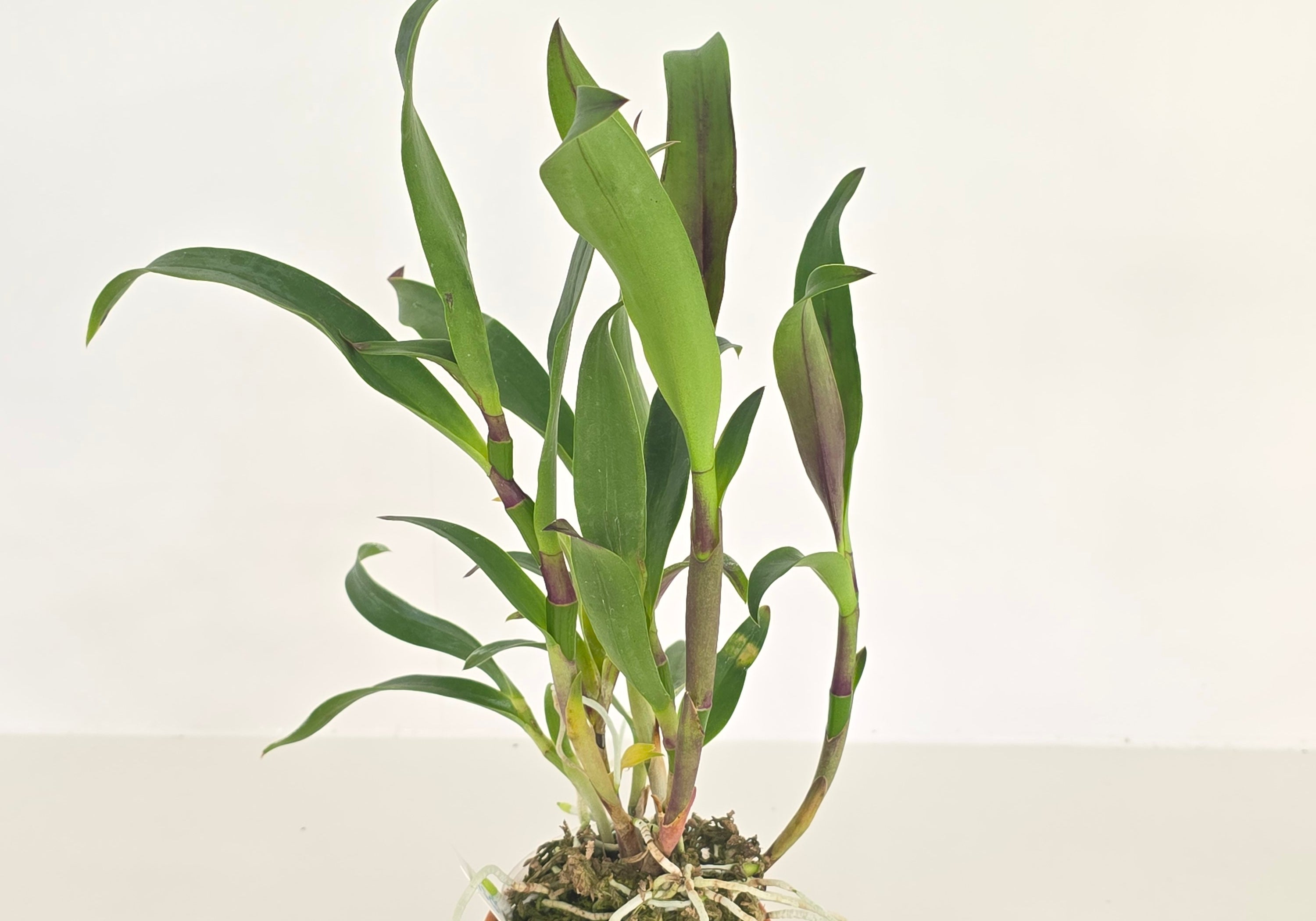 Sergioara Yokosuka Story (Large plant)