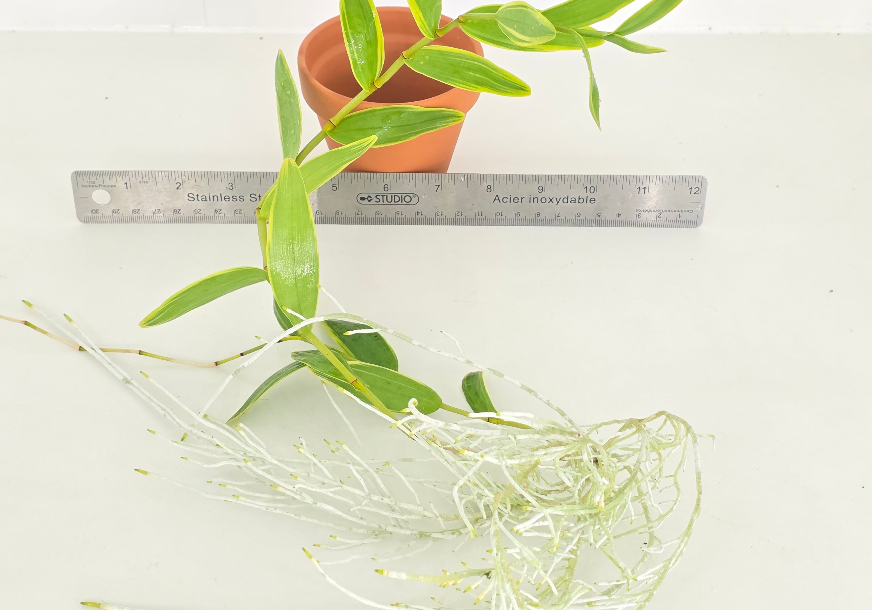 Dendrobium crumenatum, variegated
