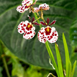 Tolumnia Jairak Flyer 'Giraffe'