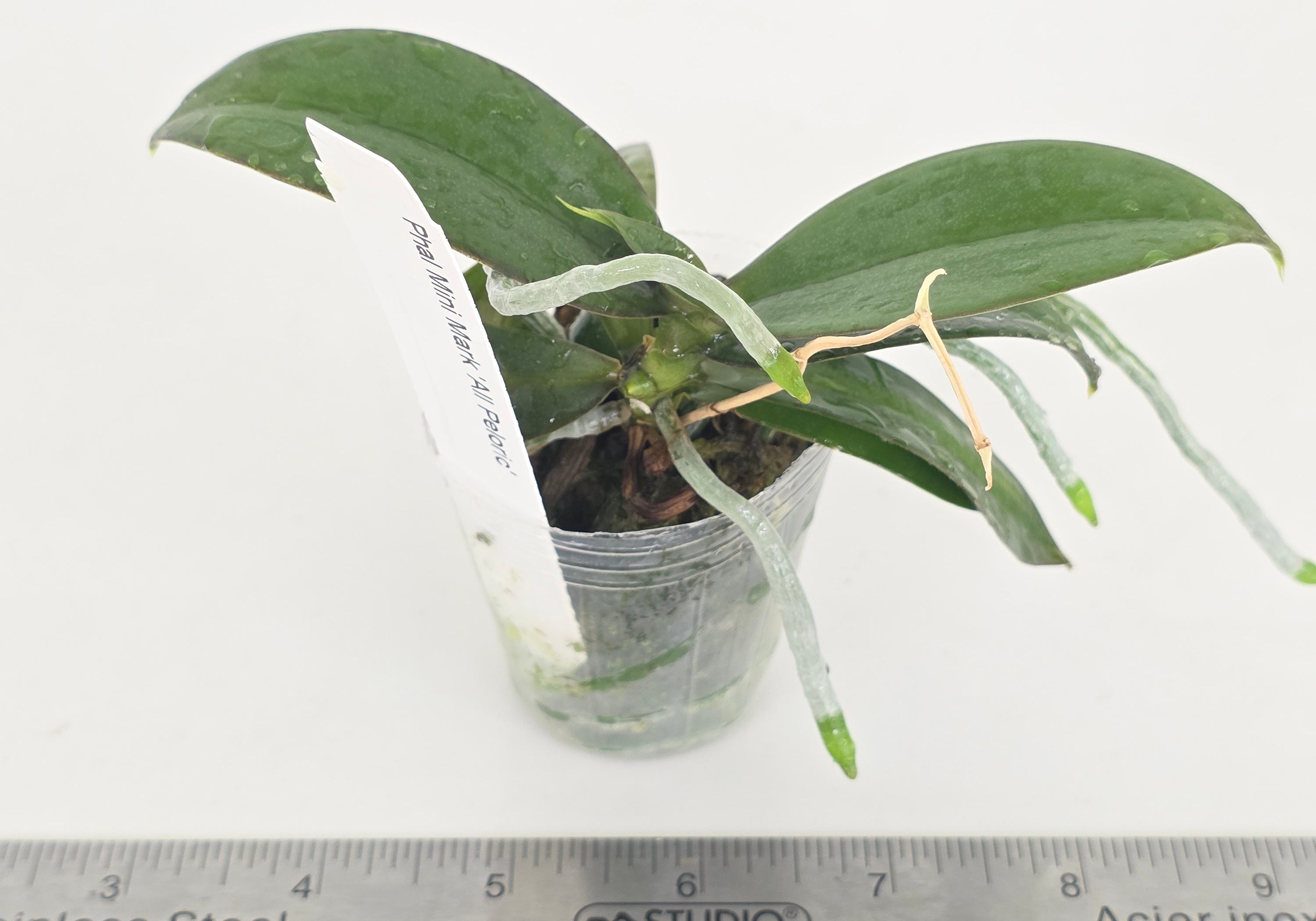 Phal. Mini Mark 'All Peloric'