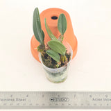 Bulbophyllum frostii