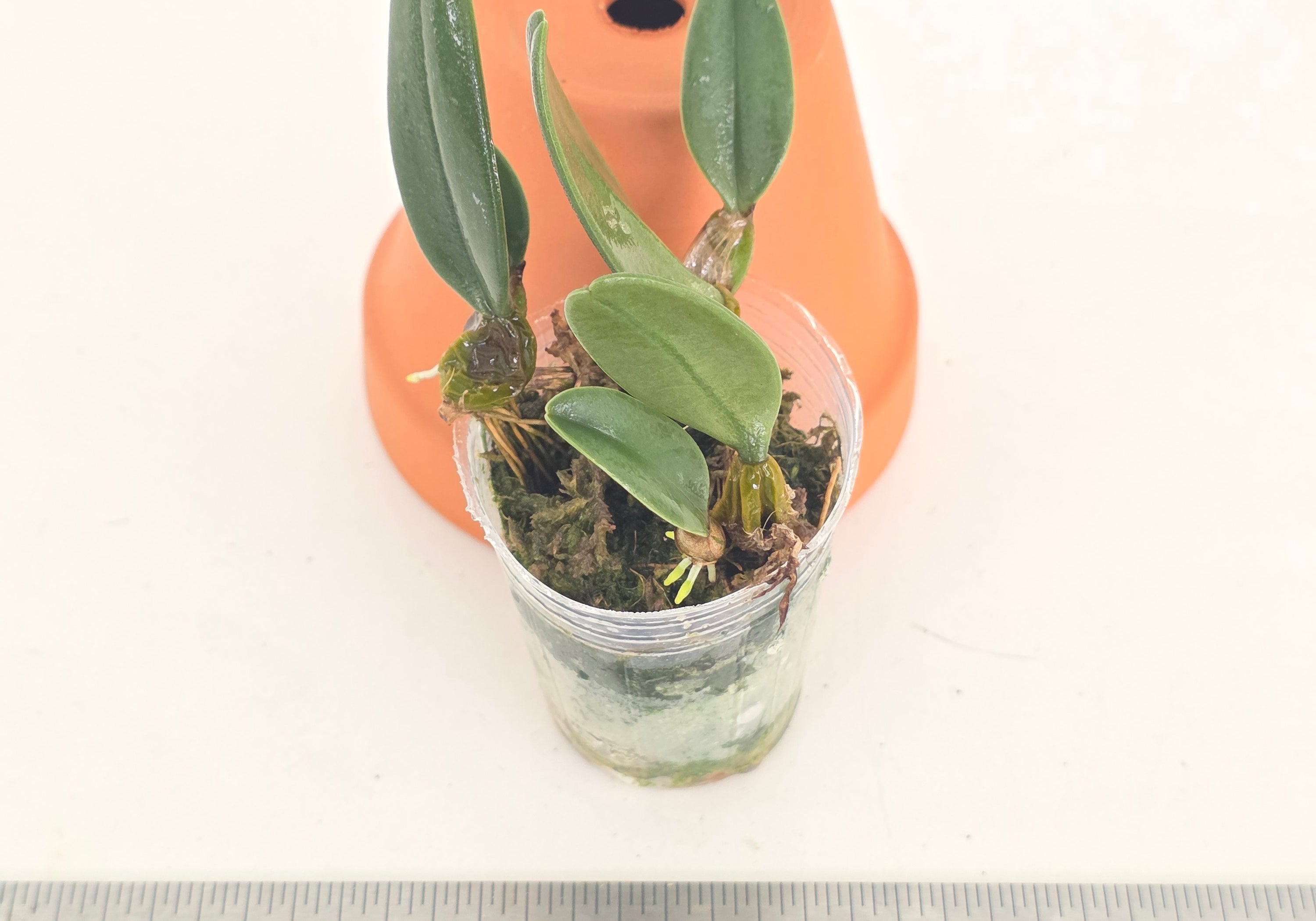 Bulbophyllum frostii