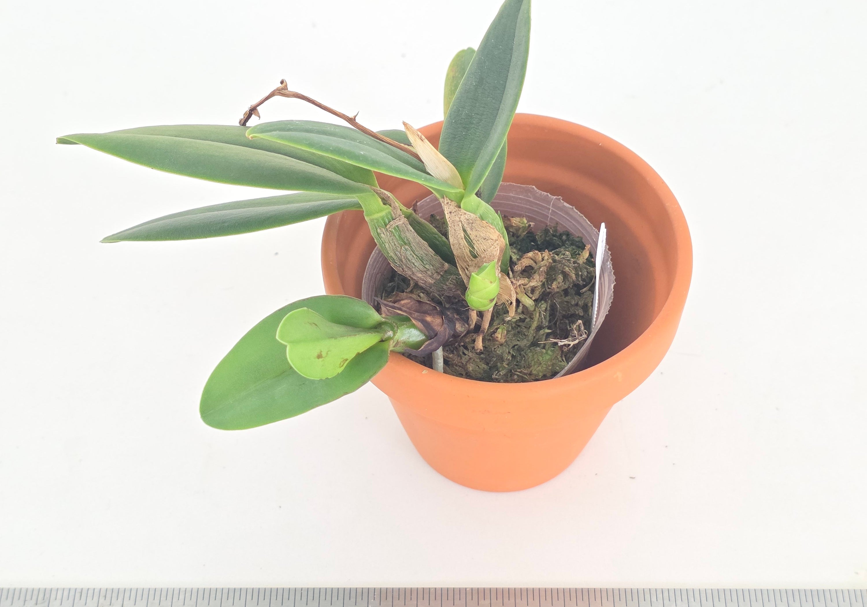 Ctt. Little Hazel
