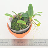 Bulbophyllum lasiochilum f. flava