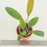 Bulbophyllum macranthum