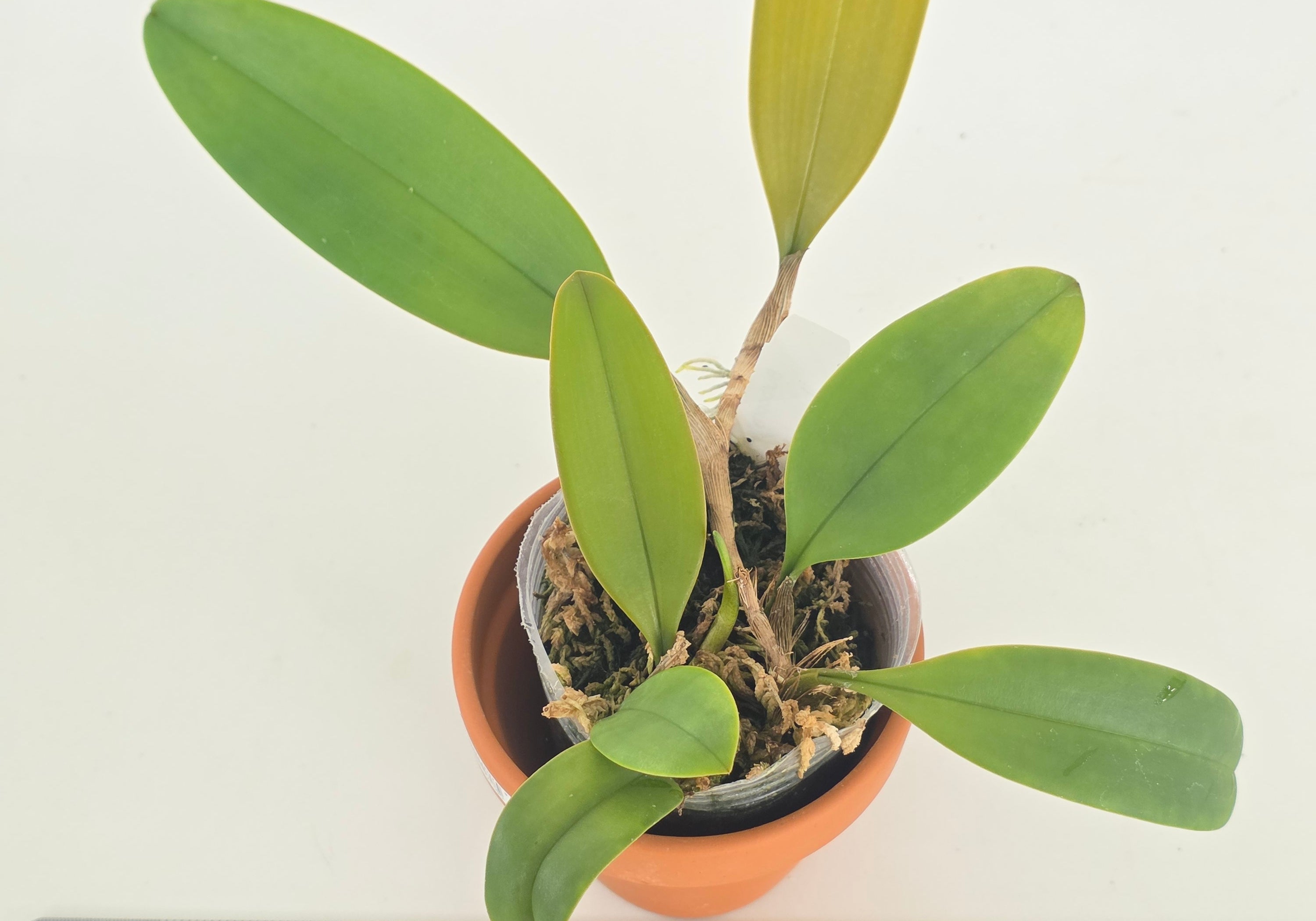 Bulbophyllum macranthum