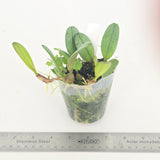 Bulbophyllum sikkimense