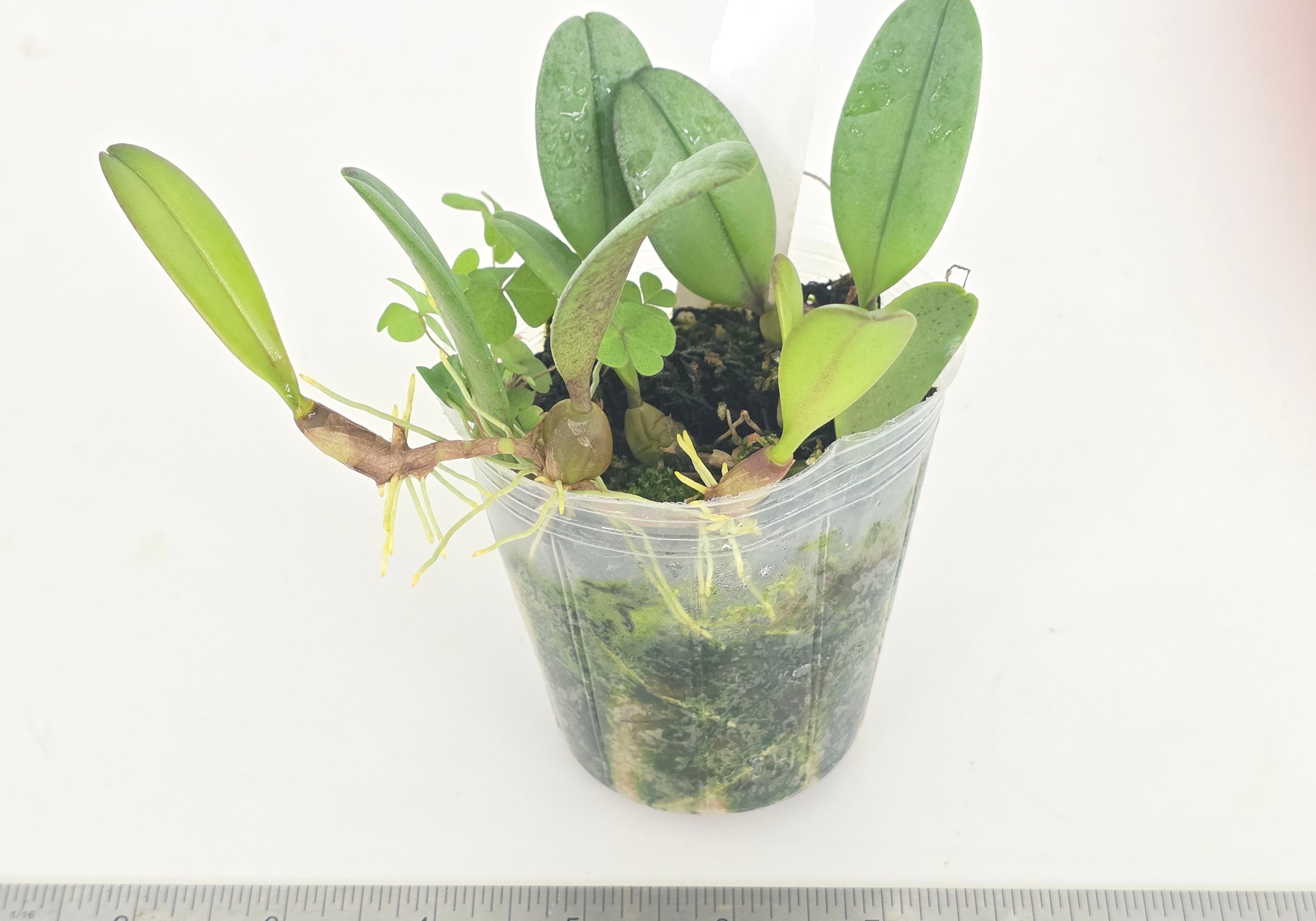 Bulbophyllum sikkimense