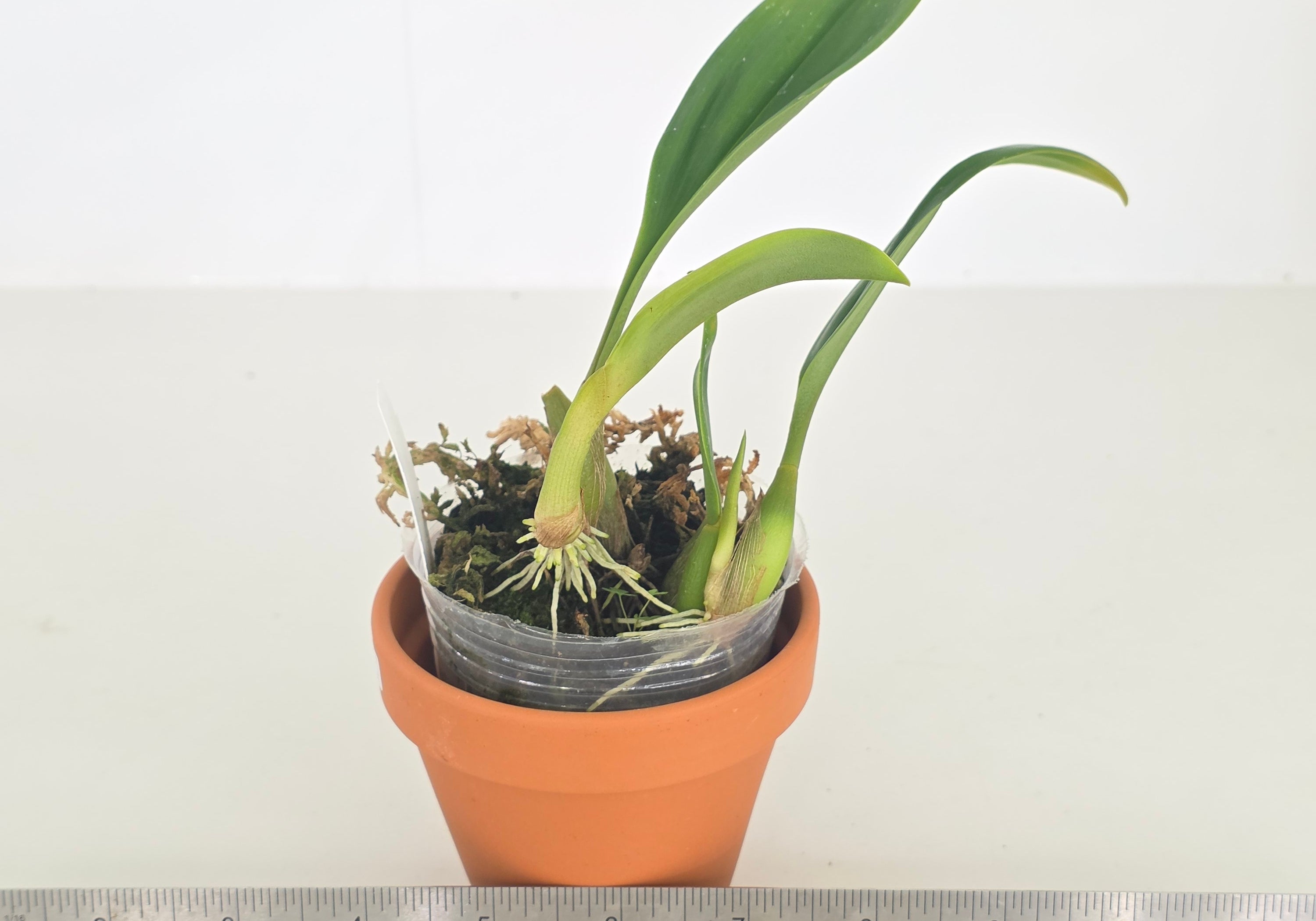 Bulbophyllum dearei