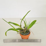 Bulbophyllum corolliferum