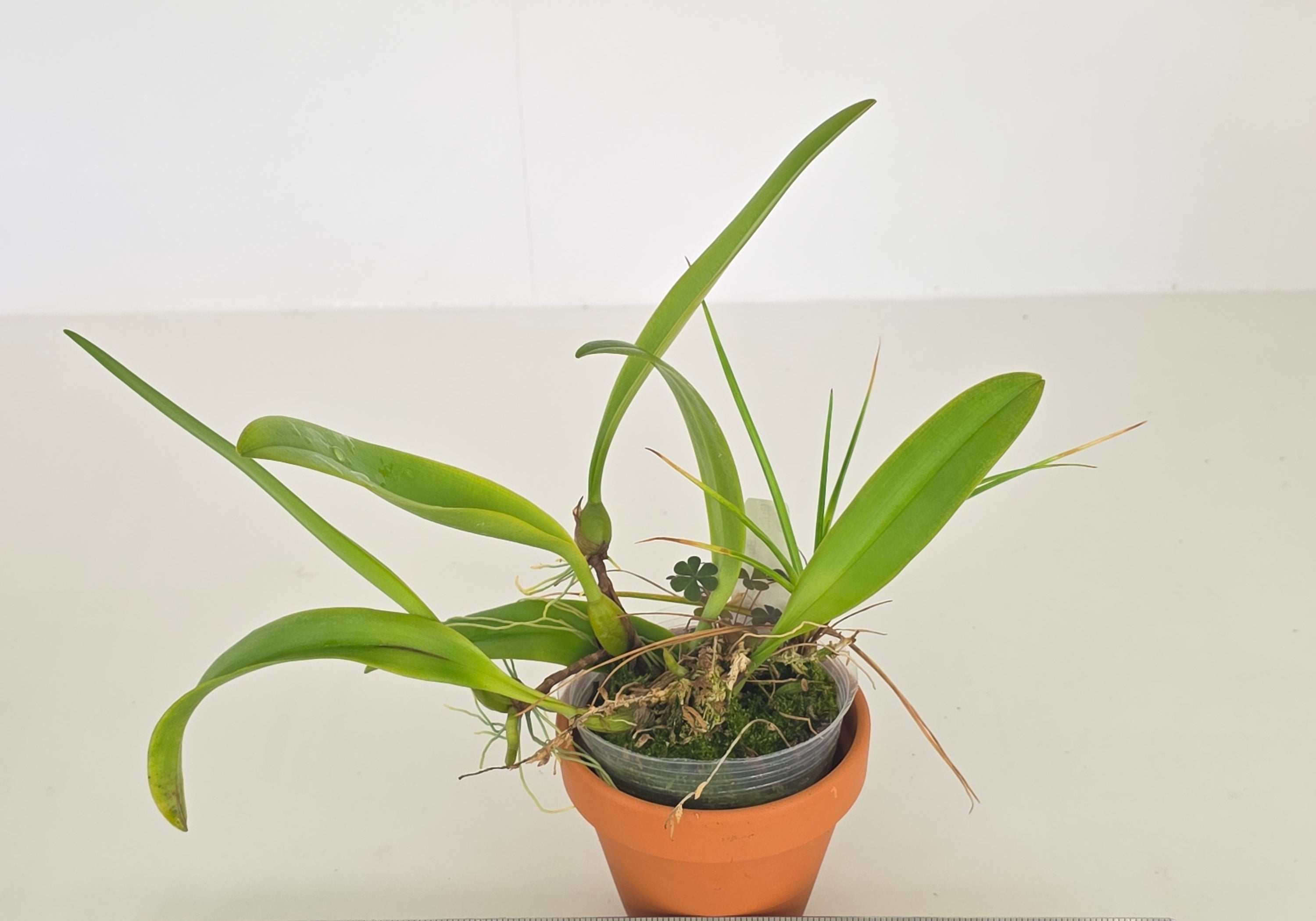 Bulbophyllum corolliferum
