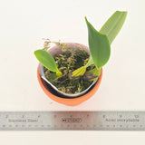 Bulbophyllum fascinator