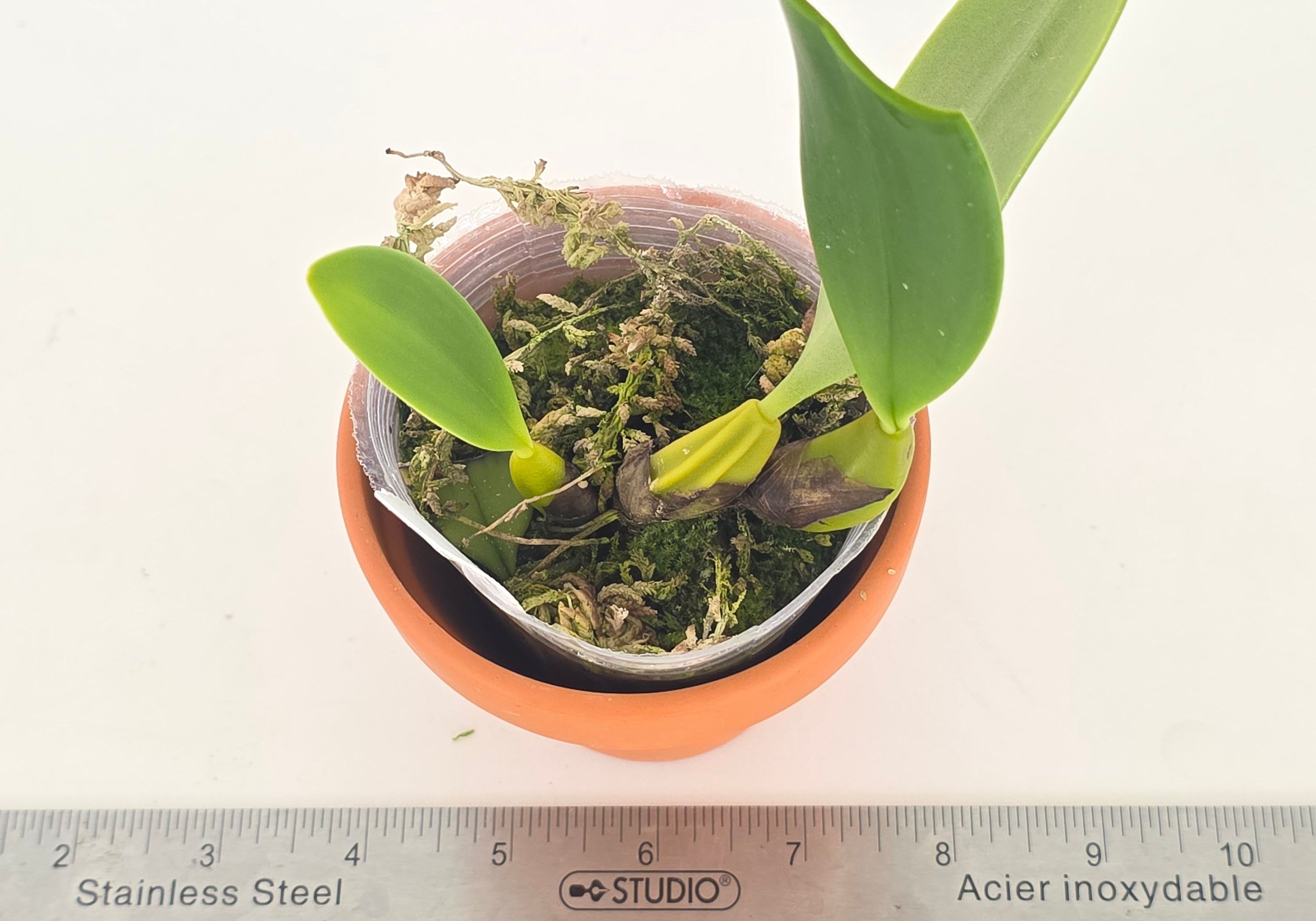 Bulbophyllum fascinator