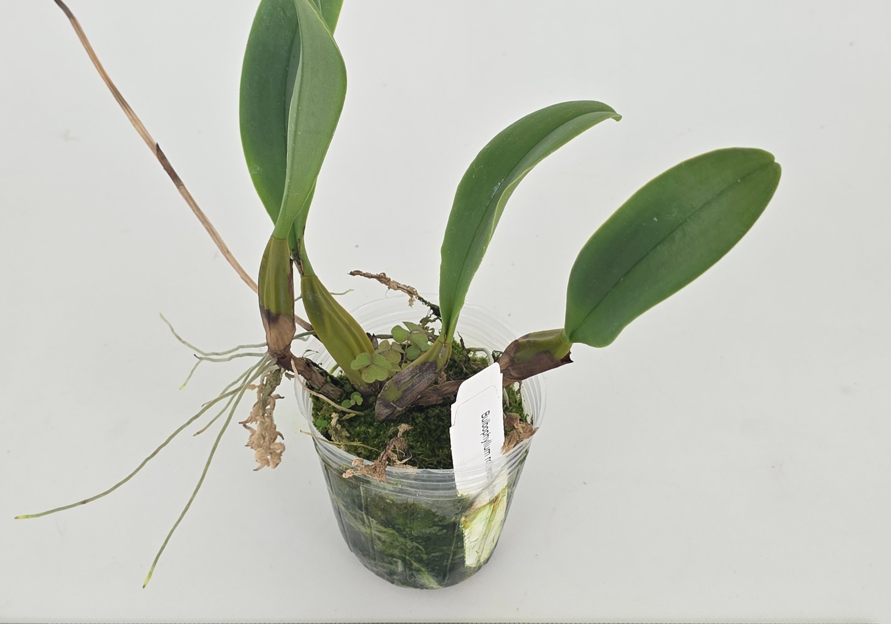 Bulbophyllum rothschildianum