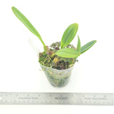 Bulbophyllum mastersianum
