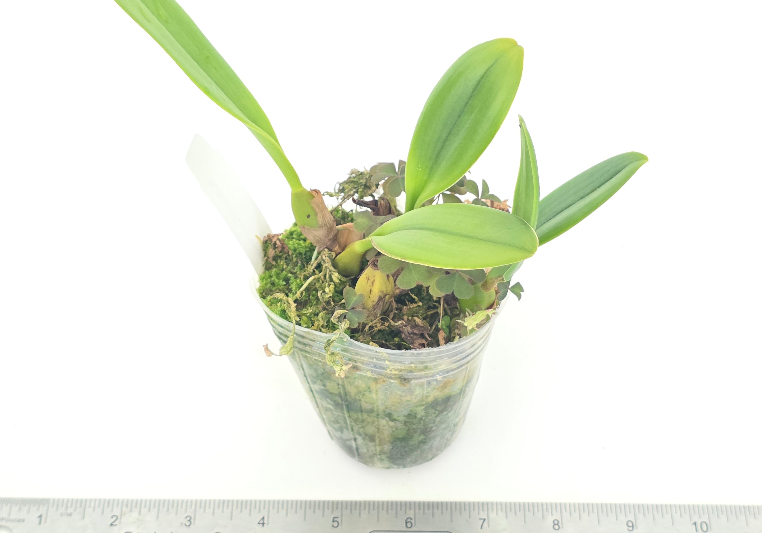 Bulbophyllum mastersianum