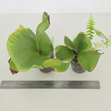 Platycerium ellisii x elephantotis