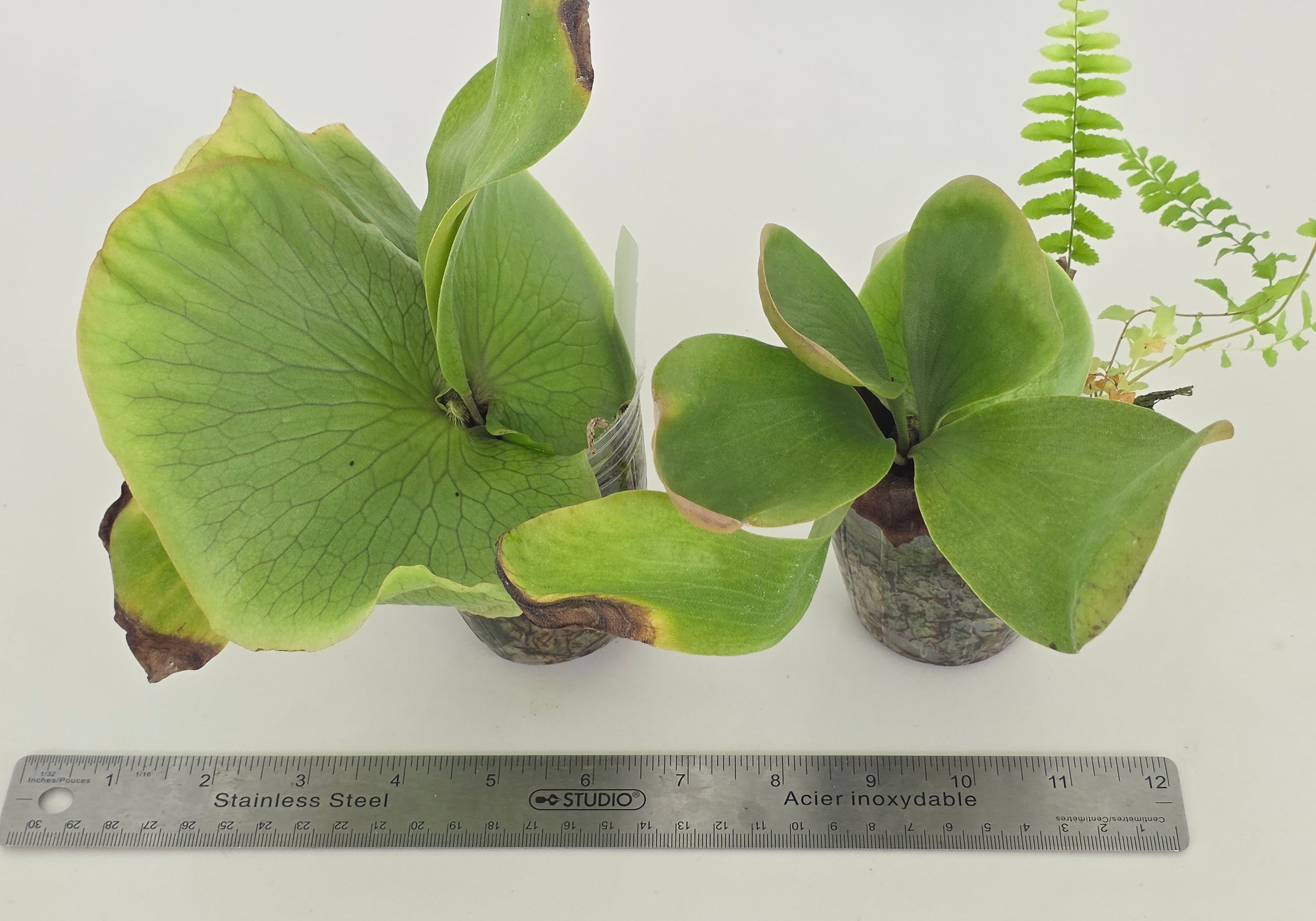 Platycerium ellisii x elephantotis