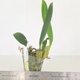 Bulbophyllum careyanum