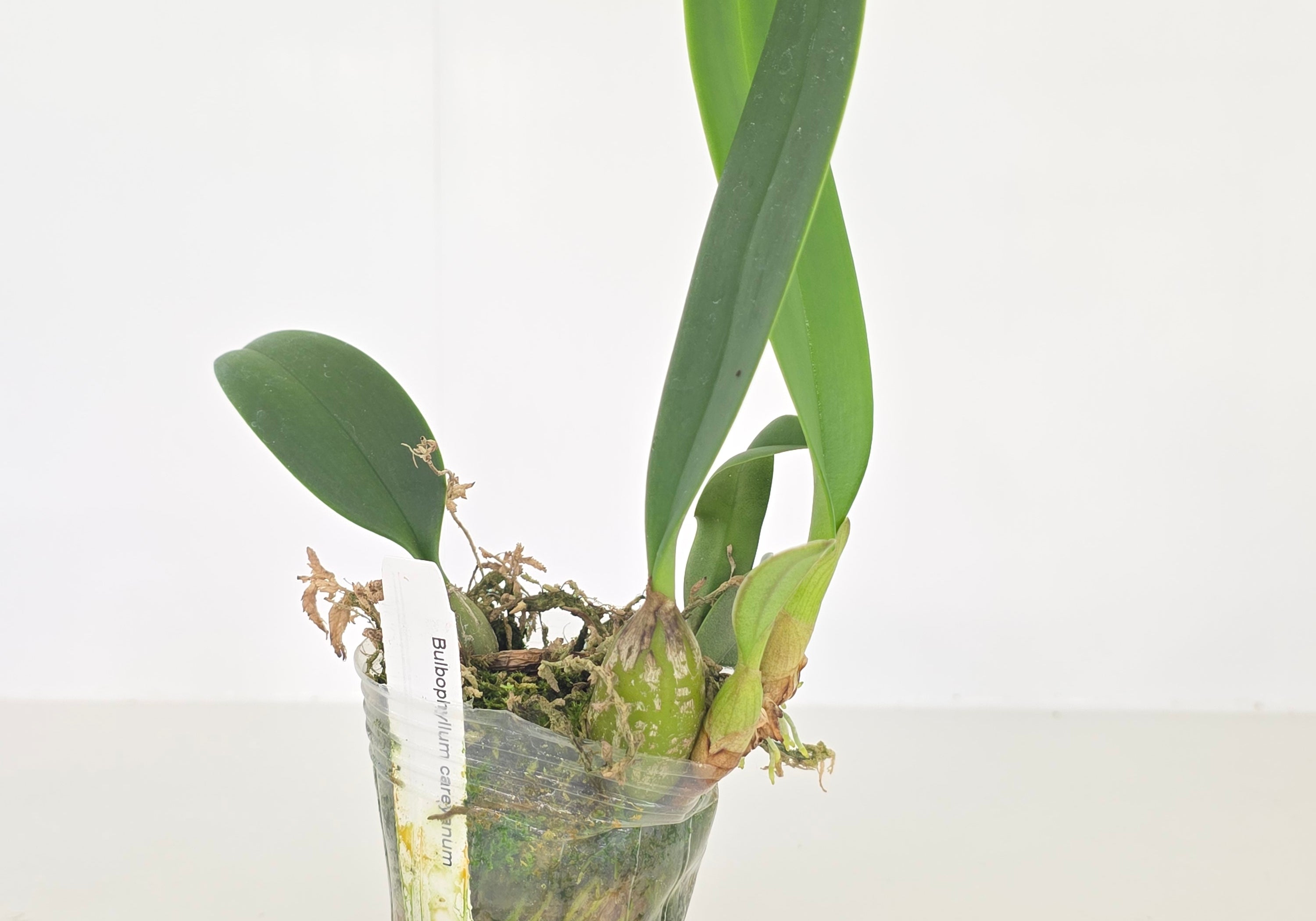 Bulbophyllum careyanum