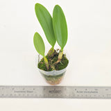 Bulbophyllum putidum
