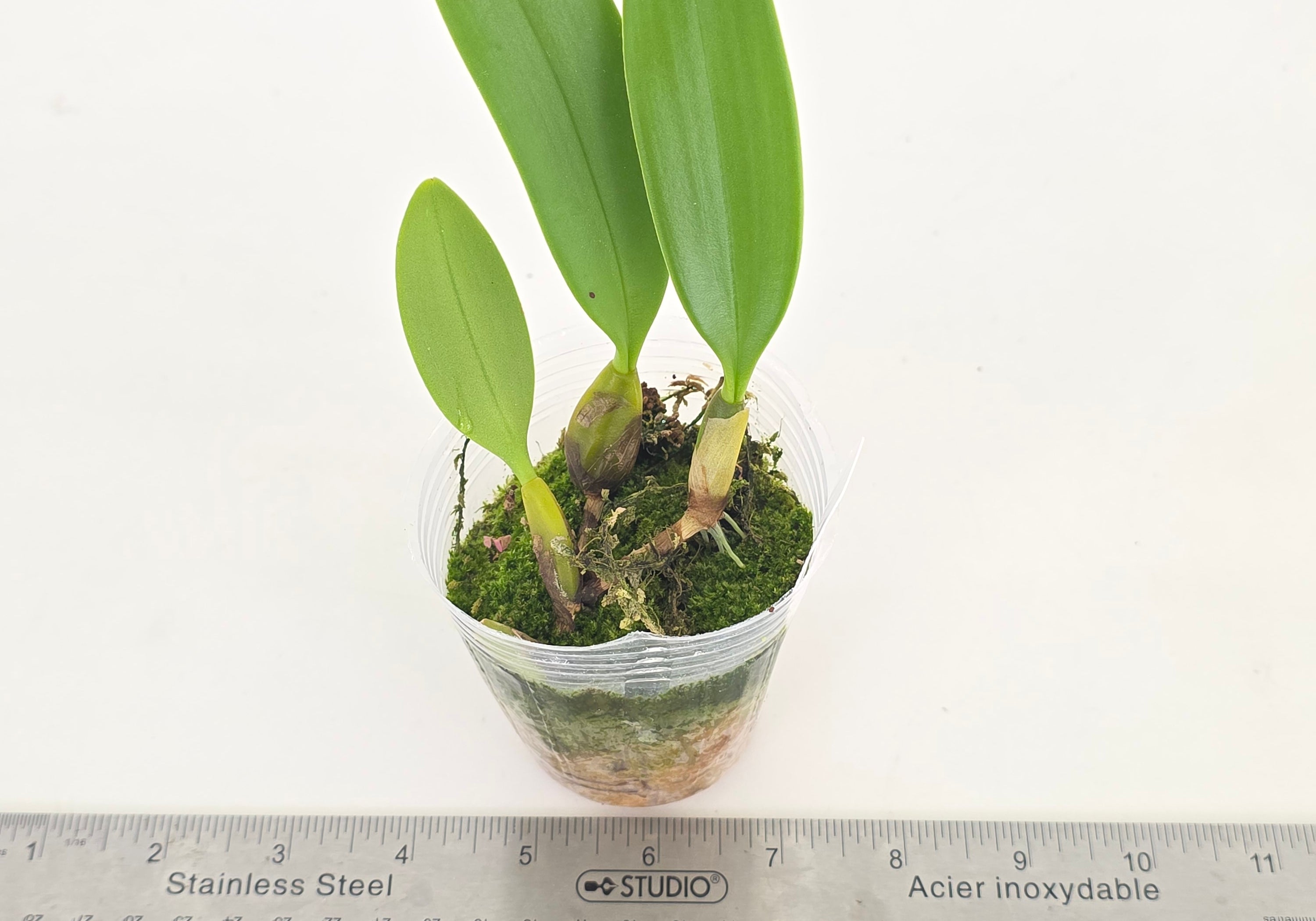 Bulbophyllum putidum